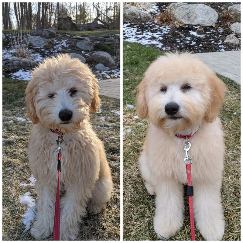 The same cream goldendoodle before and after a trim, shaggy coat beside a neat one