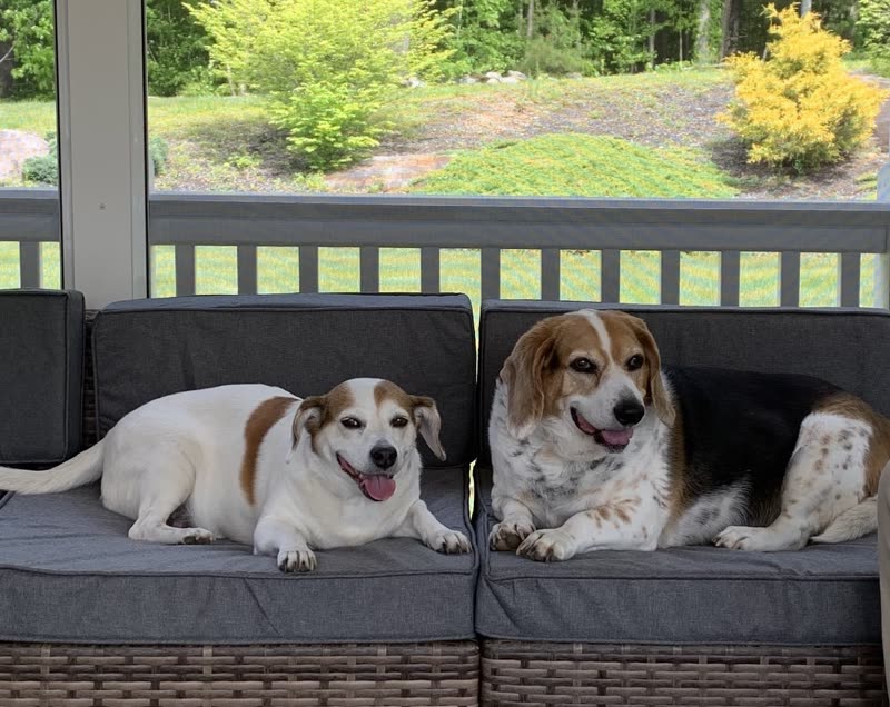 A jack russell and a beagle-type dog lying side by side on a porch sofa