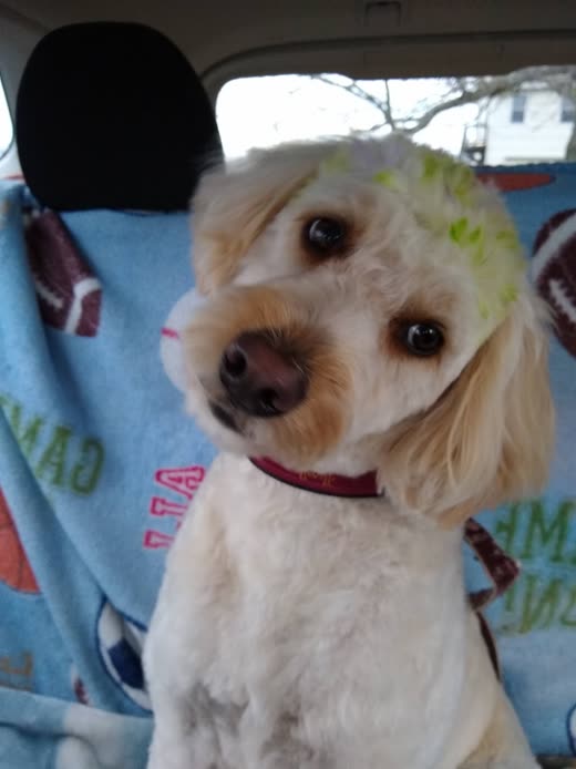 Freshly groomed cream cockapoo with a green bow in its topknot