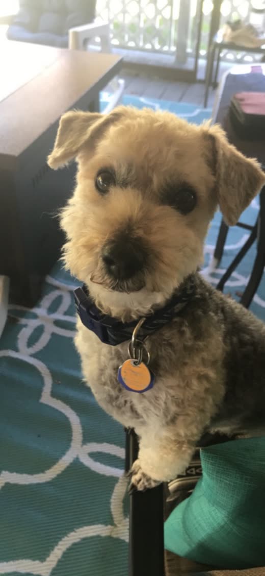 Small scruffy terrier in a black collar after a tidy-up trim