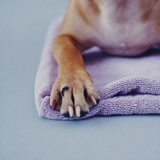 A dog's paw resting on a towel during a nail tidy