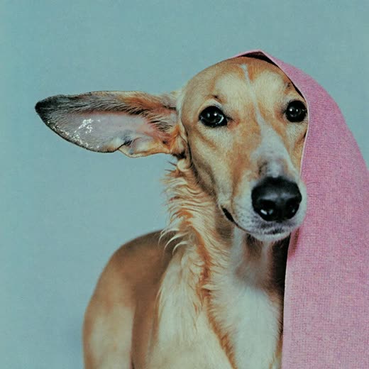 A dog being towel-dried after a bath