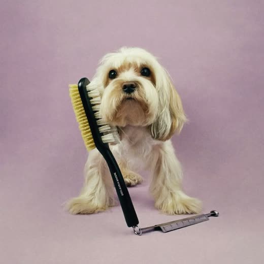 Grooming brush and comb on a plain pastel surface